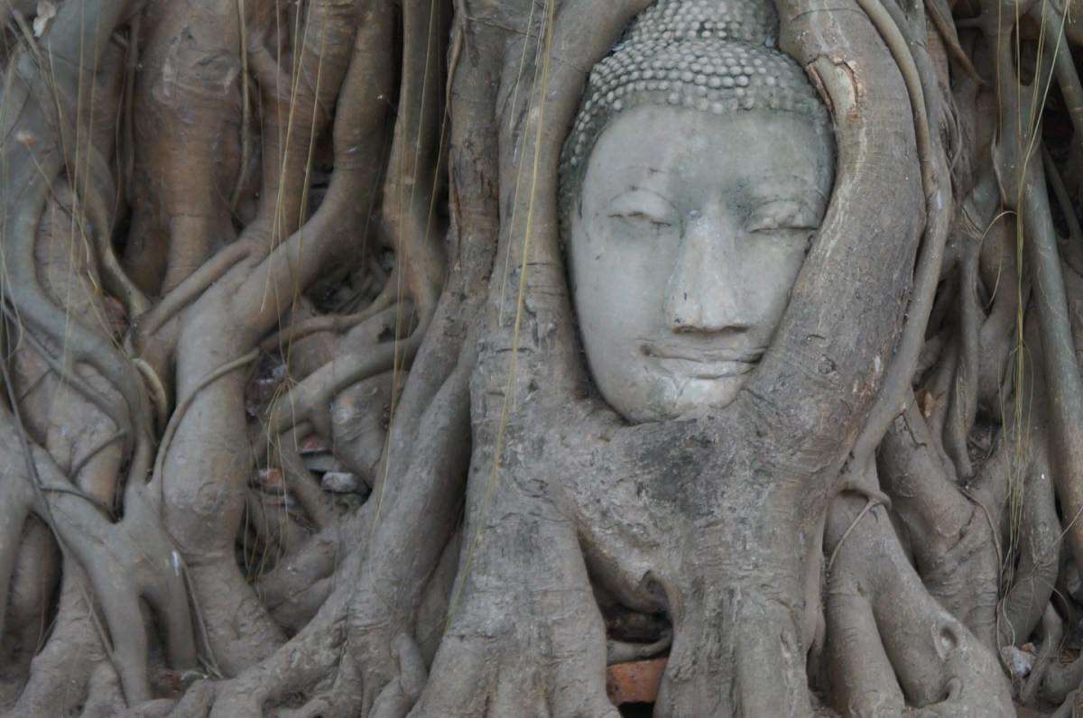 Buddha boom ayutthaya