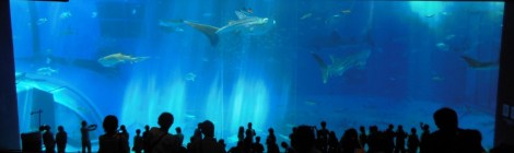 Grootste glazen aquarium wand ter wereld