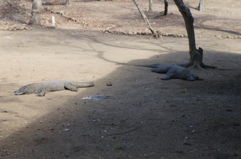 Komodo Dragons